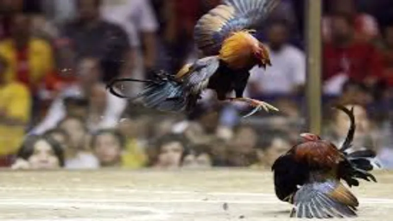 The Rise of E-Sabong: Online Cockfighting Platforms