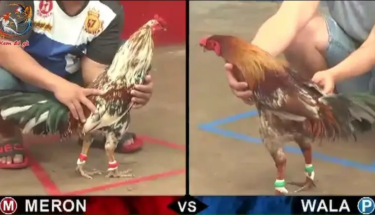 Advantages of online cockfighting