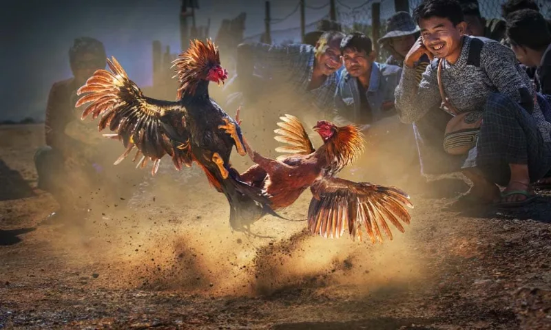 Peruvian Cockfighting Betting