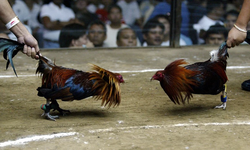 Some notes for safe cockfighting betting