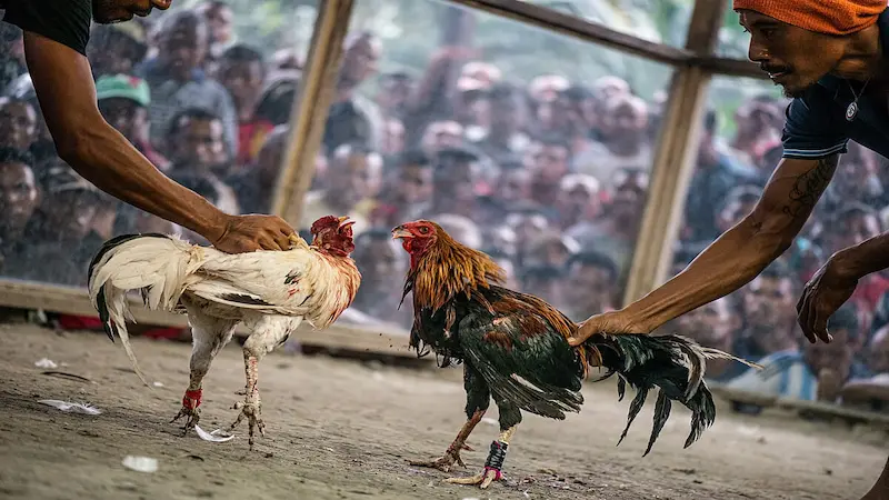 Introduction to Cockfighting with Metal Spurs