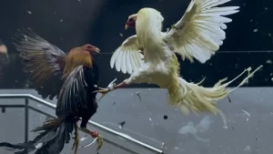 Metal Spur Cockfighting